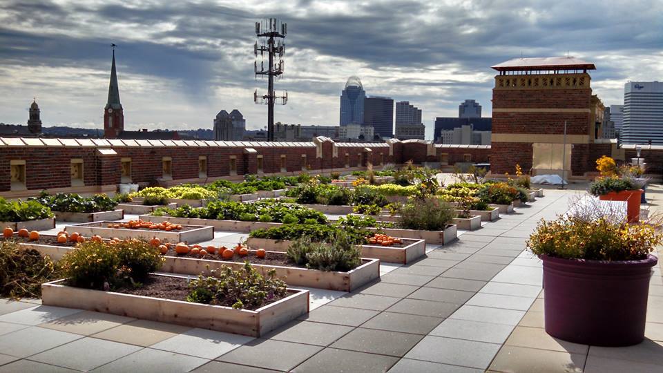 The Rothenberg Rooftop School Garden – EarthConnection